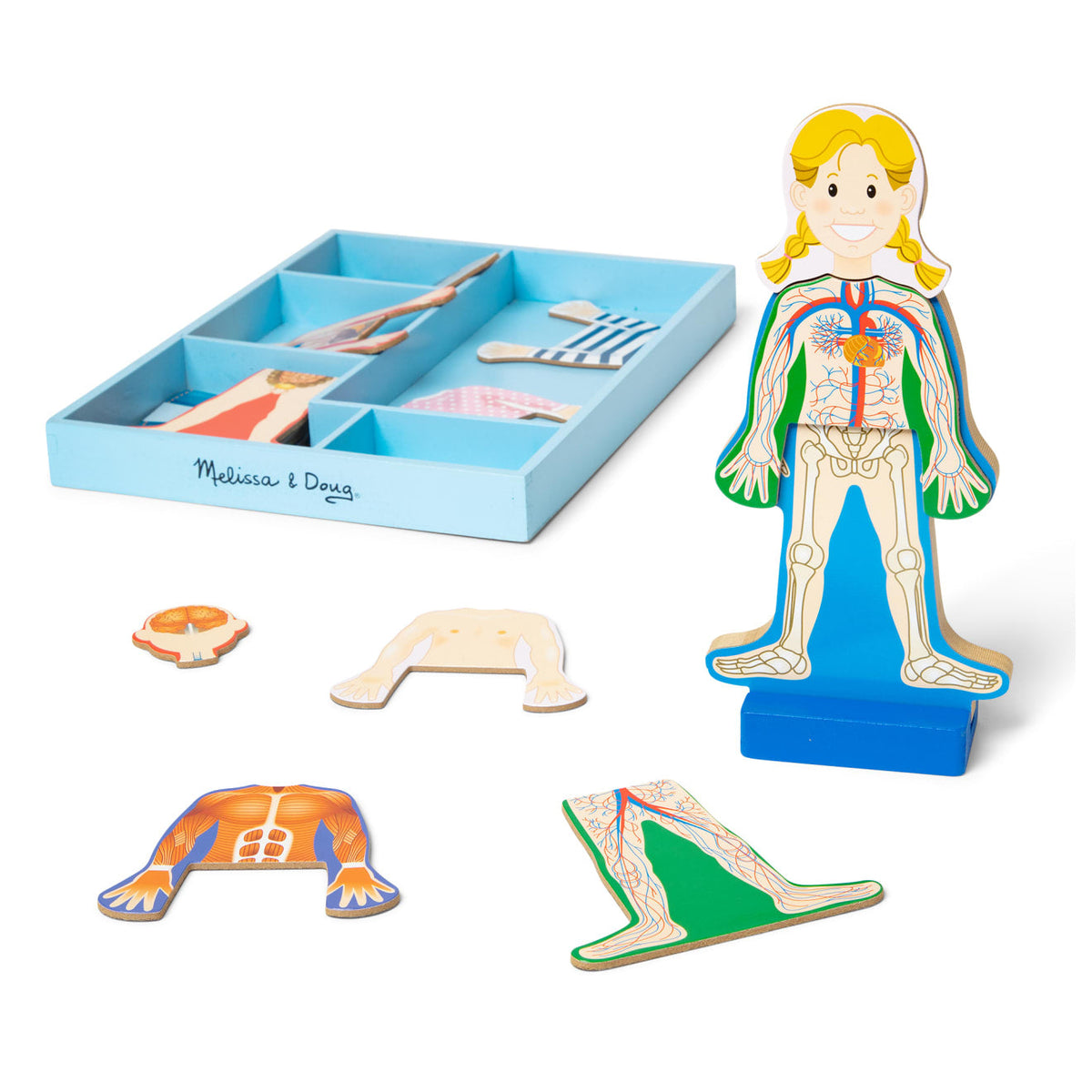 Magnetic Human Body Play Set D3